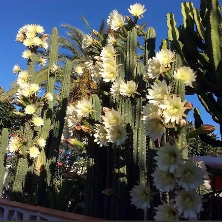 Peaceful And Private With Terrace Arona (Tenerife)